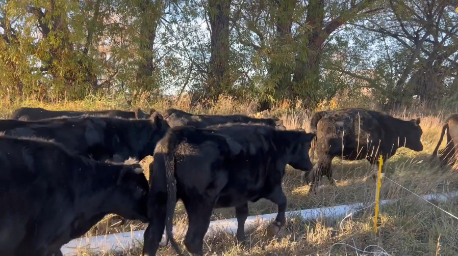 Won’t find a better price – later calving heifers!- BH1110A5